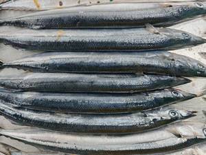 Huiyang Export Live Fish Trade Proveedor Pacific Saury Pescado vivo fresco congelado a la venta - Product Image 2