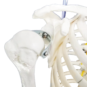 Modelo de <span class=keywords><strong>Esqueleto</strong></span> <span class=keywords><strong>Humano</strong></span> de PVC Avanzado de 180 cm con Músculos y Ligamentos, Maniquí de Anatomía para Entrenamiento Escolar - Product Image 4