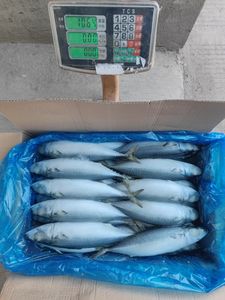 سمك ماكريل مأكولات بحرية مجمدة دائرية كاملة للأطعمة المعلبة - Product Image 6