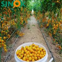 Serre tunnel monocouche Sinok 10*30 pour tomates, ensemble complet, structure galvanisée à chaud haute résistance pour la culture de tomates