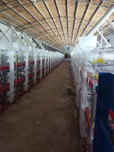 <span class=keywords><strong>Jaula</strong></span> para poner <span class=keywords><strong>Codorniz</strong></span> con capacidad <span class=keywords><strong>de</strong></span> 360 codornices, <span class=keywords><strong>jaula</strong></span> con colector <span class=keywords><strong>de</strong></span> huevos y alimentador, HJ-QC400A - Product Image 2