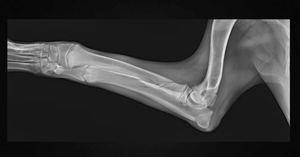 Kanistar أنظمة التصوير الشعاعي البيطري معدات الأشعة السينية الرقمية للتصوير البيطري للحيوانات الأليفة - Product Image 6