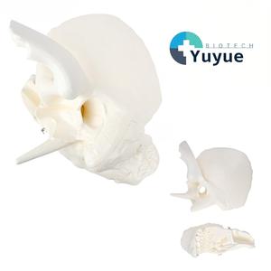 Modello Anatomico Ingrandito del <span class=keywords><strong>Osso</strong></span> Temporoale, Modello di Cranio Smontabile per Osservazione Artistica e Insegnamento - Product Image 1