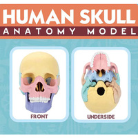 Modelo de Anatomía del Cráneo Humano, Escala 1:2, 17 Partes, Codificación por Colores, Modelo de Ensamblaje DIY para Enseñanza de Anatomía con Tarjetas Guía