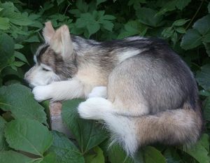 Réplica de perro Husky o lobo, de piel auténtica, como un perro real durmiendo, modelo de animal de peluche de simulación. - Product Image 6
