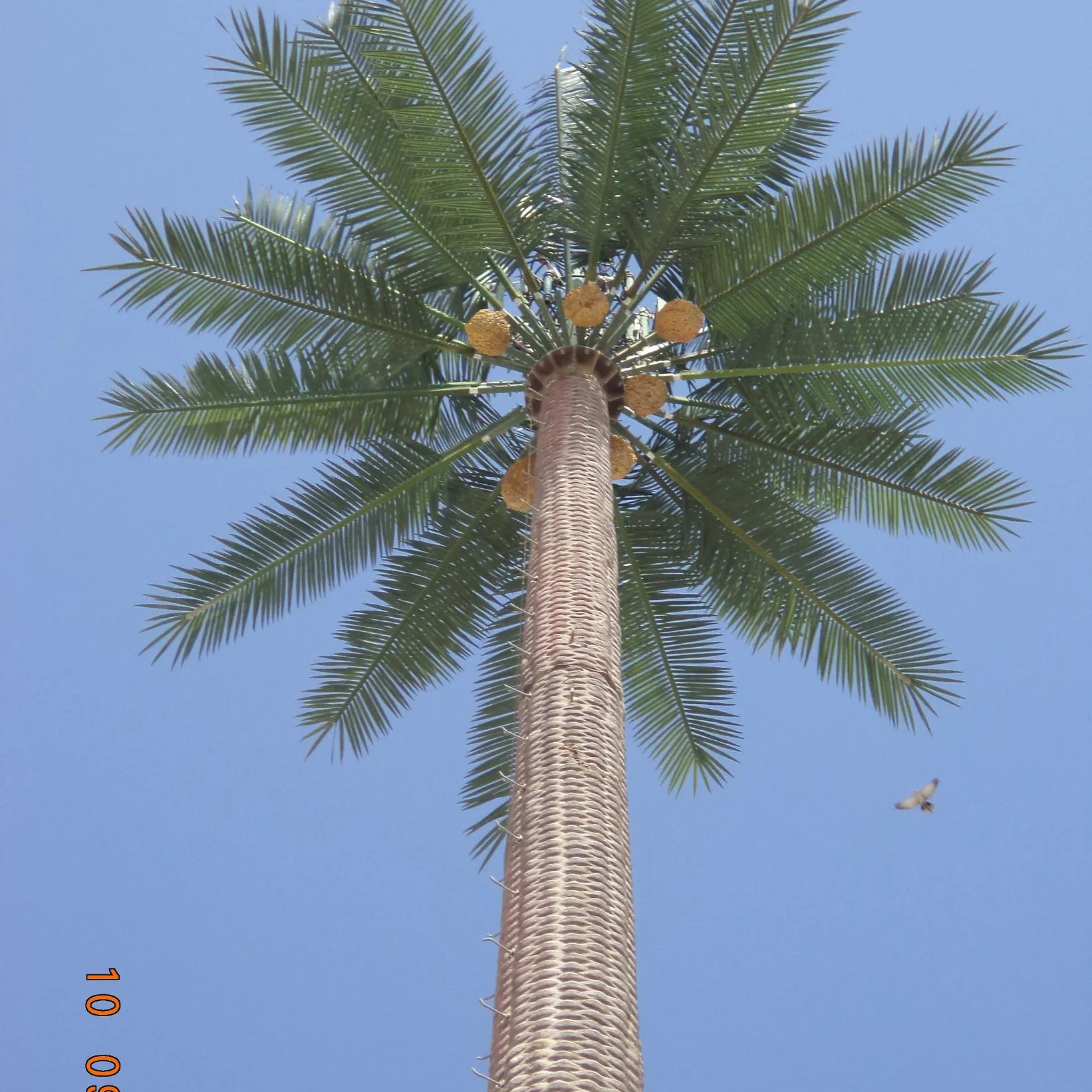 30 m saudi arabian pohon palem tiang