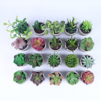Plantes succulentes bonsaï Cactus en pot, fausses plantes vertes pour décoration de jardin, maison