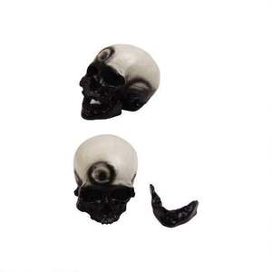 50102.04 Cráneo <span class=keywords><strong>de</strong></span> <span class=keywords><strong>Hombre</strong></span> Cromagnón - Product Image 1