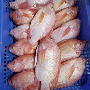 Tilapia roja de pescado vivo al por mayor tilapia roja redonda entera congelada - Product Image 2