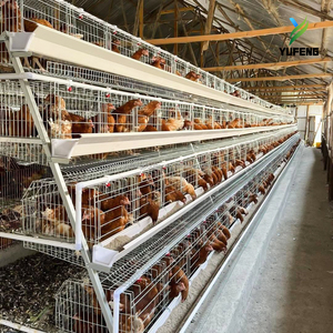 Jaulas para <span class=keywords><strong>Gallinas</strong></span> Ponedoras Tipo A, Alta Resistencia, Semiautomáticas, Personalizables para Granjas Avícolas Comerciales, Se Acepta OEM - Product Image 6