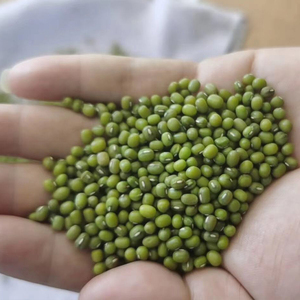 Xuất Khẩu Đậu Xanh Cấp Mầm Cho Thị Trường Việt Nam - Product Image 6