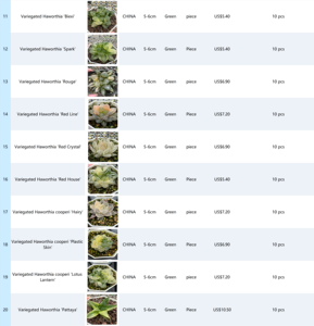 ไม้อวบน้ำดีไซน์ทันสมัย <span class=keywords><strong>Haworthia</strong></span> Retusa สำหรับตกแต่งบ้านและสวน ของขวัญวันเกิด <span class=keywords><strong>Haworthia</strong></span> Truncata ไม้อวบน้ำ - Product Image 6