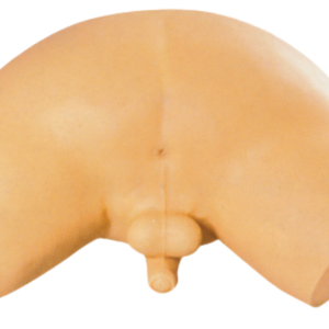 Modelo de examen de glándulas prostáticas de ciencia médica ADA y modelo de Diálisis Peritoneal para demostración de enfermedades herramienta de enseñanza médica - Product Image 3