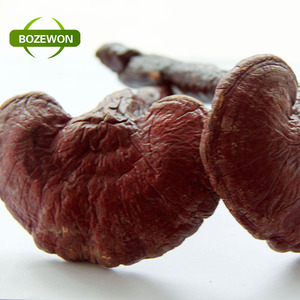 Food Grade Lingzhi/ Reishi/ <span class=keywords><strong>Ganoderma</strong></span> Lucidum Spore Poeder Paddestoel <span class=keywords><strong>Extract</strong></span> In Drumverpakking - Product Image 1
