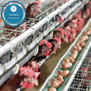 Jaula para Aves de Corral de 10000 Gallinas, Técnica de Malla Soldada, Pantalla Curvada Directamente, Fábrica de Guangzhou, Mercado de Ghana - Product Image 2