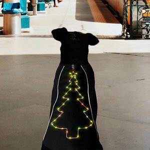 Vendita calda luce su vestiti per cani albero di natale ricamato su imbracatura per cani per camminare di notte - Product Image 2