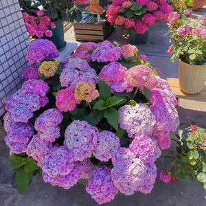 Dropshipping Shopify Etsy Origen de Variedades de Hortensias Fáciles de Cultivar - Product Image 1