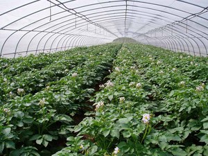 Invernadero de túnel de película PO de alta calidad para verduras/frutas/champiñones - Product Image 3