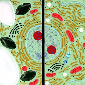 Learning Biology <strong>Model</strong> Educational Instruments for Biological Anatomy <strong>Science</strong> Animal and Plant Cell Comparison <strong>Model</strong> - Product Image 2