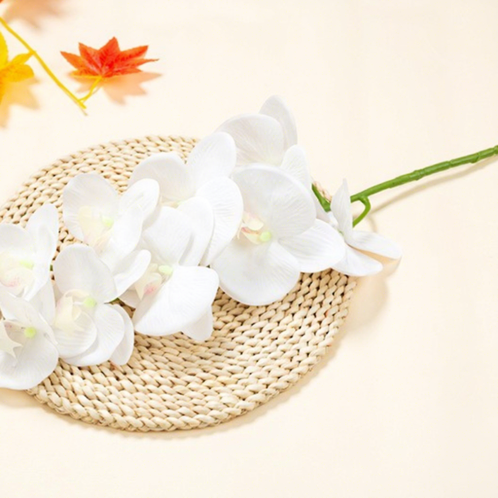 9-head phalaenopsis orchid-white-green fruit