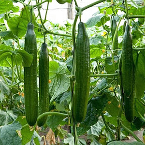 HDPE En Plastique support <span class=keywords><strong>d</strong></span>'escalade plante filet/maille de support de plante - Product Image 6