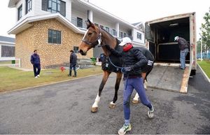 Remolque para Caballos de Cuello de Cisne de Alta Calidad, Estándar Australiano 2025, para 3 Caballos, para el Cuidado de Caballos, Transporte de Alimentos, Helados y Papas Fritas - Product Image 5