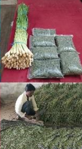 ใบตะไคร้แห้ง (ขนาดตัดสำหรับชงชา) คุณภาพดีที่สุด ผลิตจากธรรมชาติ จำหน่ายจำนวนมาก - Product Image 6