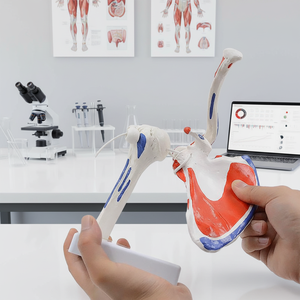 Modelo de Articulación del Hombro Desmontable y Flexible - Modelo Anatómico Humano con Marcas de Origen e Inserción Muscular Ortopédicas - Product Image 5