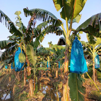 Sac de protection pour bananes, sac en plastique bleu pour fruits, bananes, HDPE/LDPE