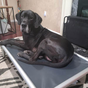 Suministros para mascotas grandes negros Cama para mascotas de refrigeración elevada con cuna para perros Cama para perros a prueba de masticación de aluminio - Product Image 3