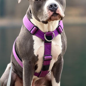 OEM工場のプレミアム大型戦術犬ハーネスベストハンドル5cmネオプレン調整可能プルなしファッションスタイルパッド付きウォーキング用 - Product Image 6