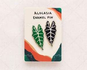 Monstera Albo Thai Constellation Monstera ใบโลหะ Monstera Begonia Alocasia - Product Image 4