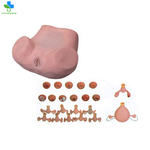 Modelo anatómico realista de proveedores de China, modelo de <span class=keywords><strong>entrenamiento</strong></span> vívido con modelo de examen ginecológico para <span class=keywords><strong>entrenamiento</strong></span> médico - Product Image 4