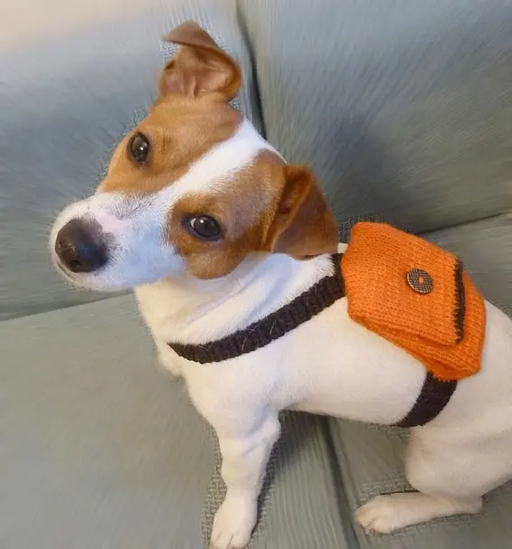Новый модный рюкзак для собак, маленькие аксессуары для домашних животных, одежда для собак