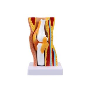 Modelo Anatómico Funcional <span class=keywords><strong>de</strong></span> <span class=keywords><strong>Rodilla</strong></span> Humana Desmontable con Estructura <span class=keywords><strong>de</strong></span> Piel, Músculos y Ligamentos <span class=keywords><strong>para</strong></span> Enseñanza Médica - Product Image 2