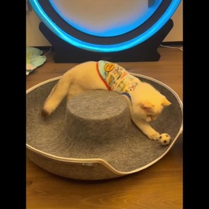 Cama túnel de fieltro para gatos con diseño de donut, cueva para gatos con cremallera desmontable, juguete interactivo peekaboo, nido para mascotas resistente a los arañazos para gatos de interior - Product Image 5