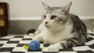 Giocattoli per gatti interattivi per interni giocattoli per gatti per interni che rotolano velocemente sul tappeto cinguettio e movimento - Product Image 6