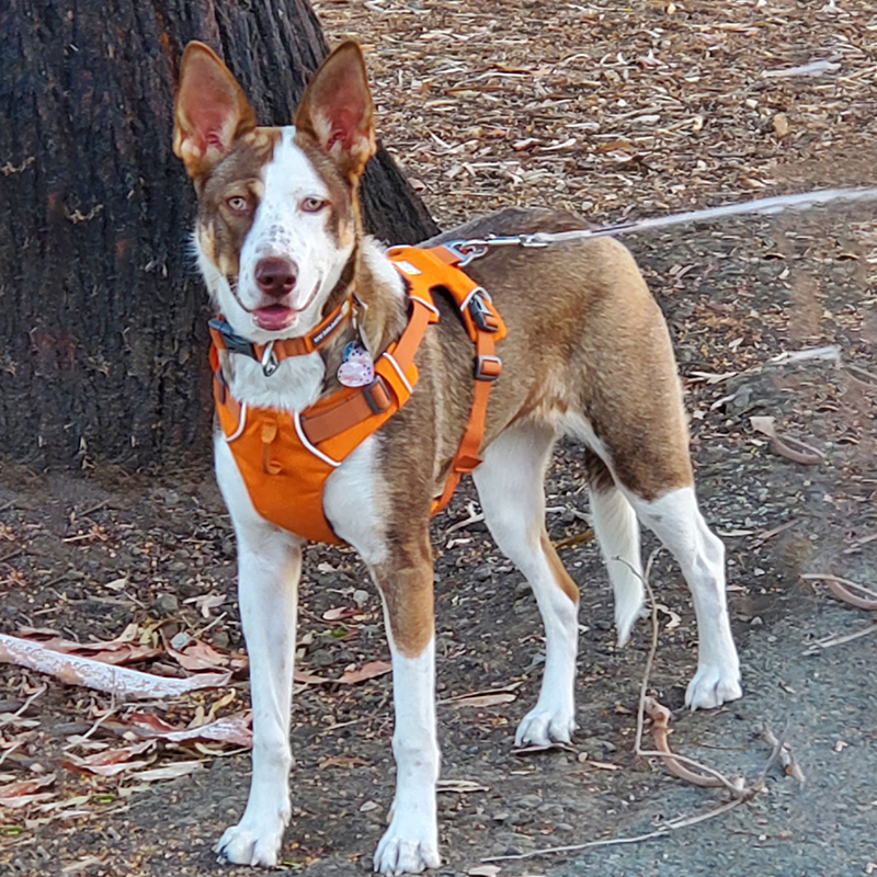 High Quality Custom Dog Vest Harness