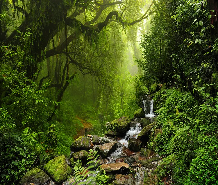 3D Stereo Virgin Green Forest Nature Landscape Wall Mural rocky road desgin home wallpaper