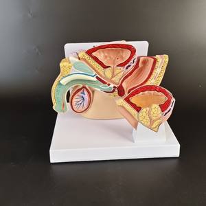 Modèle Anatomique Éducatif <span class=keywords><strong>D</strong></span>étachable du Système Urologique Masculin Humain : Vessie, Prostate, Intestin et Urination - Product Image 5