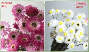 DFF08 Petit Hélichrème <span class=keywords><strong>Bracteatum</strong></span> Séché Très Populaire pour la Décoration Maison/Mariage/Parc/École/Fête - Product Image 6