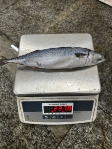 Caballete Local Congelado en Bote 200-300g Capturado en Aguas Profundas, Congelado en Bote Fresco, Grado de Exportación - Product Image 1