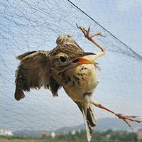 Vogelnetten van nylon, anti-vogelnet, beschermend, milieuvriendelijk, anti-vogelnetting voor gewassen, fruitbomen en bloemen.