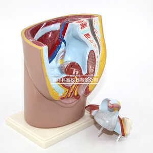 Modèles biologiques des parties génitales masculines et féminines Qinghua, instruments éducatifs biologiques, organes humains, démonstration médicale - Product Image 1