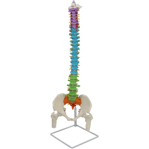 Modelo coloreado del arco espinal, hueso occipital, pelvis y huesos de las piernas, incluyendo vasos sanguíneos y nervios adjuntos; humano - Product Image 4