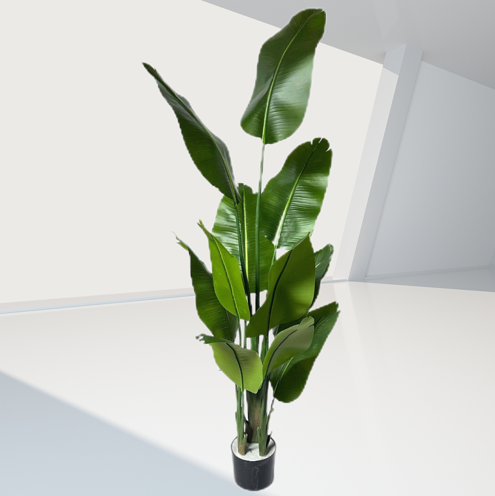 180cm11 hoja siameses viajero plátano negro cuenca que contiene