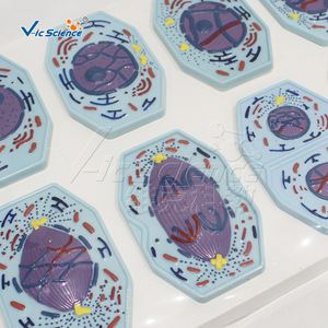 Models of mitosis and meiosis in plant and animal cells; demonstration teaching aids for chromosome <b>changes</b> in biology. - Product Image 3