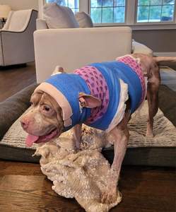 Bandage auto-adhésif pour chiens chiens, chats, chevaux, oiseaux, animaux - Product Image 5