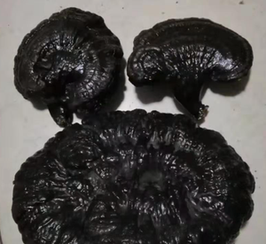 Оптовая продажа, различные высококачественные сушеные грибы <span class=keywords><strong>Ganoderma</strong></span> Lucid для продажи - Product Image 3