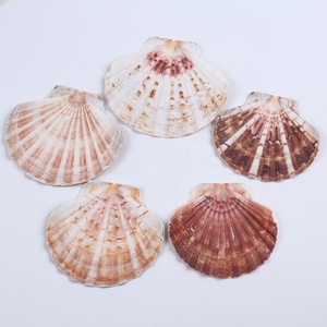 Vỏ Sò Biển Tự Nhiên Bán Chạy - Product Image 4